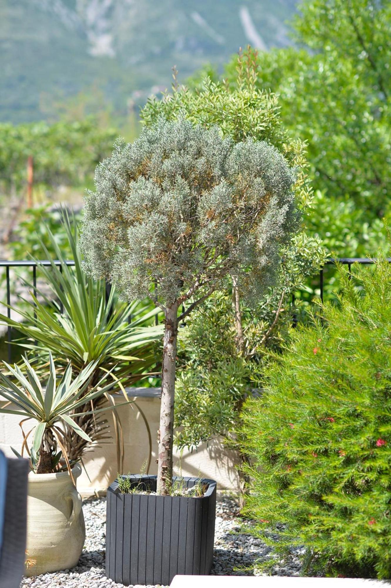 Apartments Boka Blue Dobrota Kotor Exterior foto